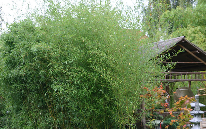  Humilis Hedge Bamboo - Phyllostachys Humilis - 2 Gallon Pot