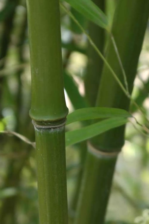  Humilis Hedge Bamboo - Phyllostachys Humilis - 2 Gallon Pot