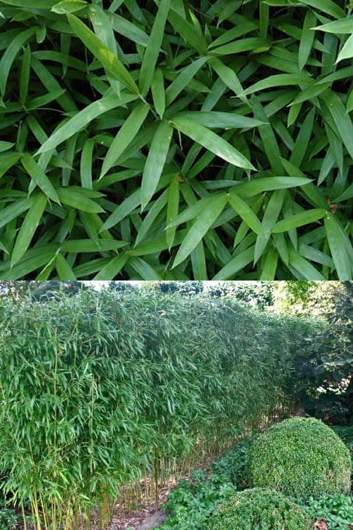  Humilis Hedge Bamboo - Phyllostachys Humilis - 3 Gallon Pot