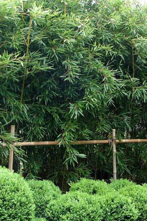  Humilis Hedge Bamboo - Phyllostachys Humilis - 2 Gallon Pot
