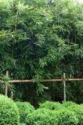  Humilis Hedge Bamboo - Phyllostachys Humilis - 2 Gallon Pot