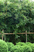  Humilis Hedge Bamboo - Phyllostachys Humilis - 3 Gallon Pot