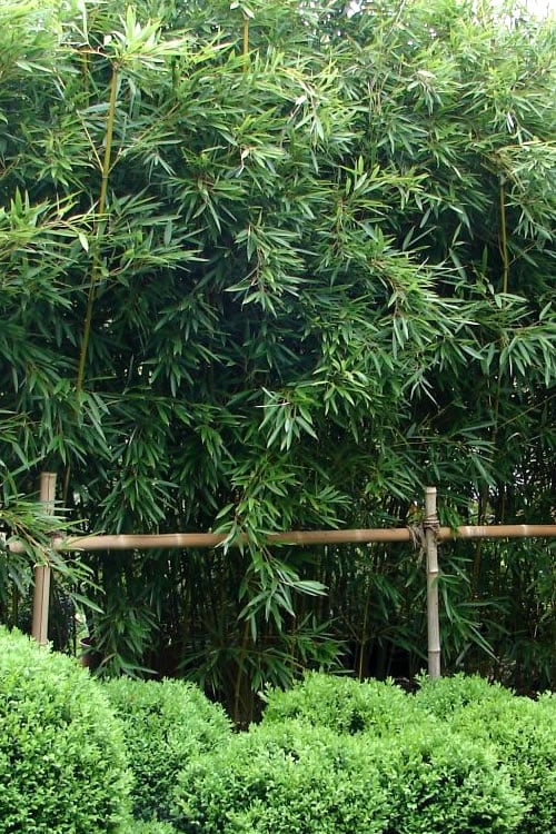  Humilis Hedge Bamboo - Phyllostachys Humilis - 3 Gallon Pot