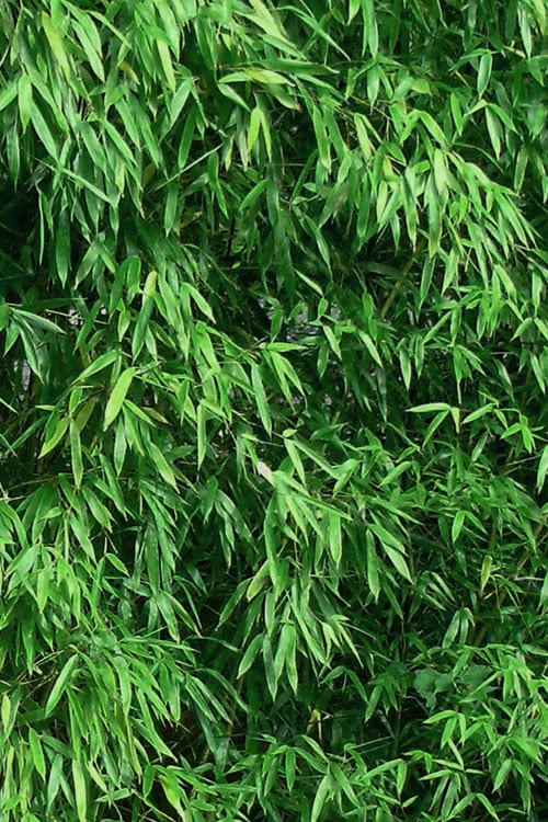  Humilis Hedge Bamboo - Phyllostachys Humilis - 3 Gallon Pot