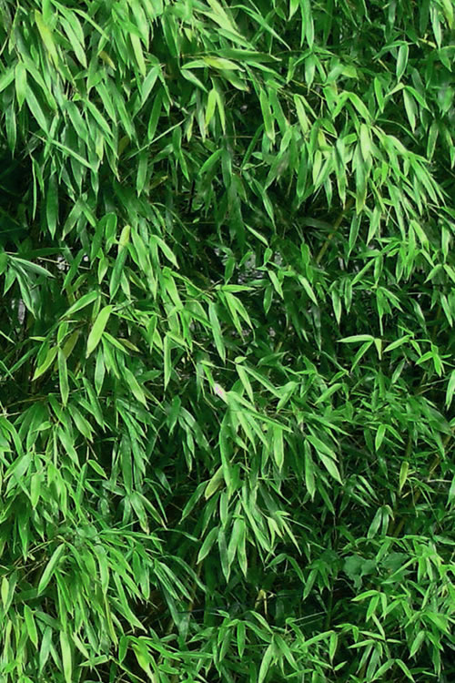  Humilis Hedge Bamboo - Phyllostachys Humilis - 2 Gallon Pot
