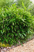  Latifolius Broadleaf Bamboo - Indocalamus Latifolius - 3 Gallon Pot