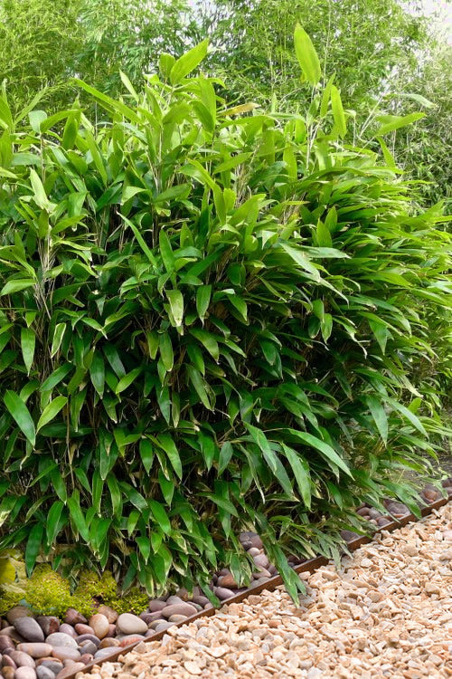  Latifolius Broadleaf Bamboo - Indocalamus Latifolius - 3 Gallon Pot