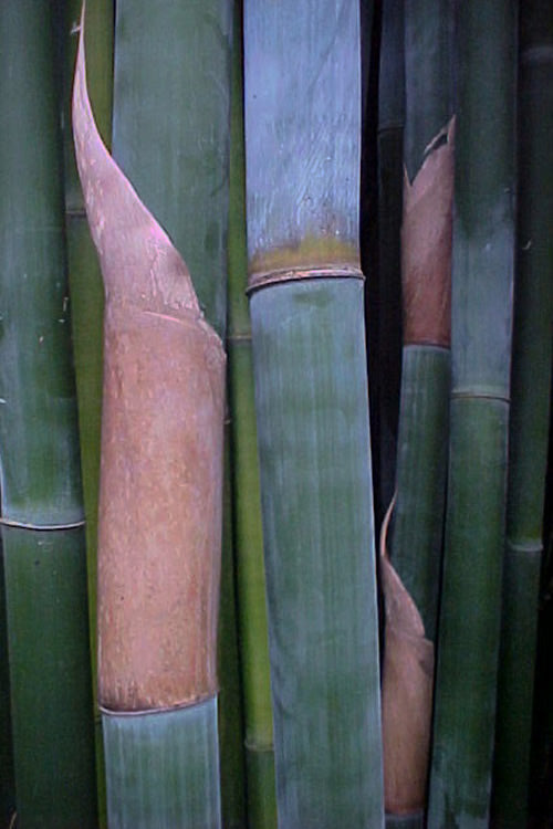  Giant Weavers Royal Bamboo (Wong Chuk) - Bambusa Textilis 'Kanapaha' - 3 Gallon Pot