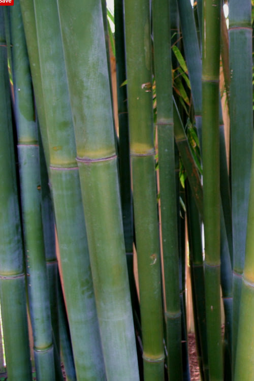  Giant Weavers Royal Bamboo (Wong Chuk) - Bambusa Textilis 'Kanapaha' - 3 Gallon Pot