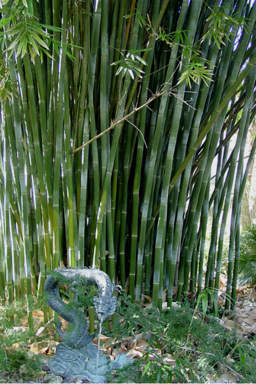  Giant Weavers Royal Bamboo (Wong Chuk) - Bambusa Textilis 'Kanapaha' - 3 Gallon Pot