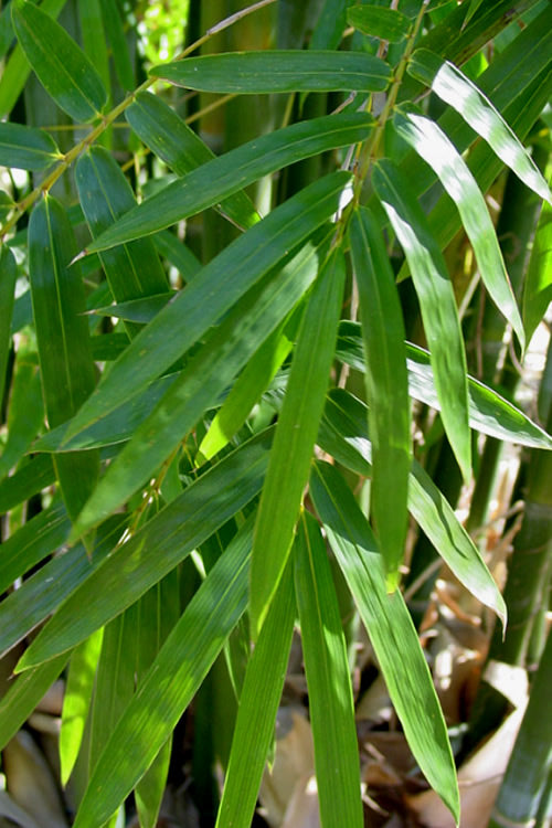  Giant Weavers Royal Bamboo (Wong Chuk) - Bambusa Textilis 'Kanapaha' - 3 Gallon Pot