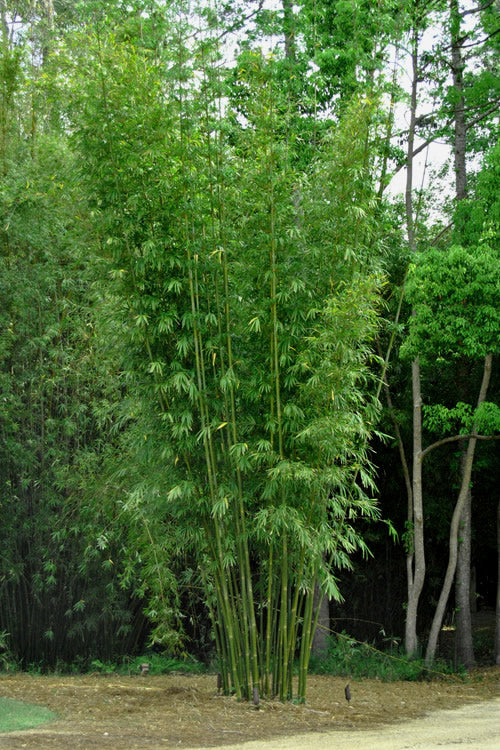  Giant Weavers Royal Bamboo (Wong Chuk) - Bambusa Textilis 'Kanapaha' - 3 Gallon Pot