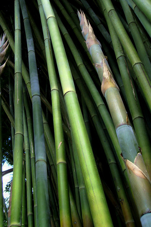  Giant Weavers Royal Bamboo (Wong Chuk) - Bambusa Textilis 'Kanapaha' - 3 Gallon Pot