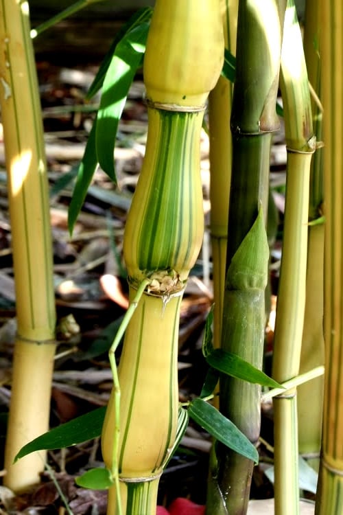  Yellow Buddha Belly Bamboo - Bambusa Ventricosa 'Kimmei' - 3 Gallon Pot