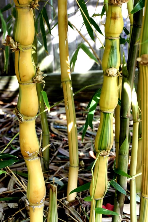  Yellow Buddha Belly Bamboo - Bambusa Ventricosa 'Kimmei' - 3 Gallon Pot