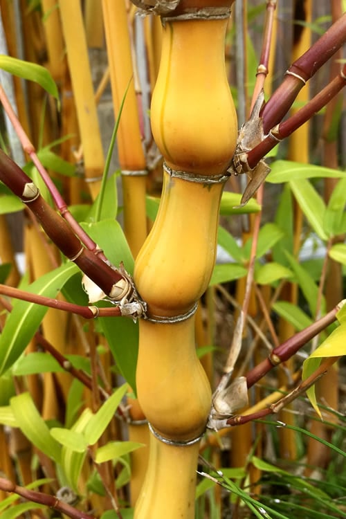  Yellow Buddha Belly Bamboo - Bambusa Ventricosa 'Kimmei' - 3 Gallon Pot