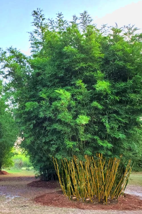  Yellow Buddha Belly Bamboo - Bambusa Ventricosa 'Kimmei' - 3 Gallon Pot