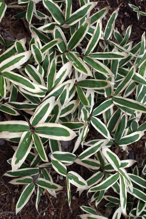  Kuma Zasa Dwarf Bamboo (Sasa Veitchii 'Kuma-Zasa') - 3 Gallon Pot