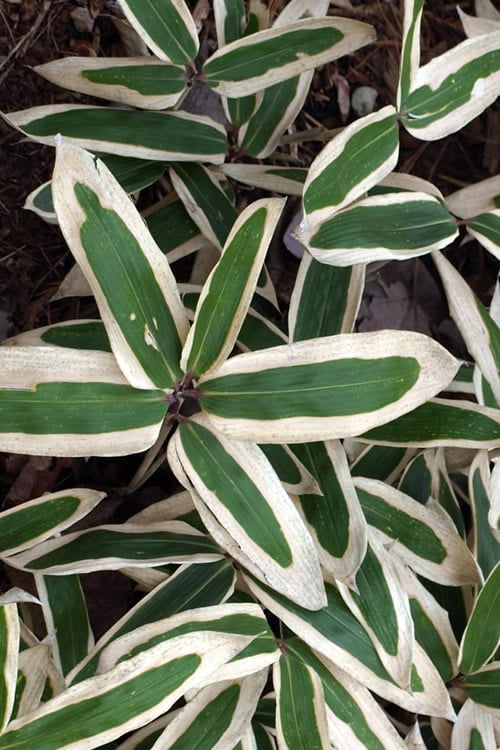  Kuma Zasa Dwarf Bamboo (Sasa Veitchii 'Kuma-Zasa') - 3 Gallon Pot