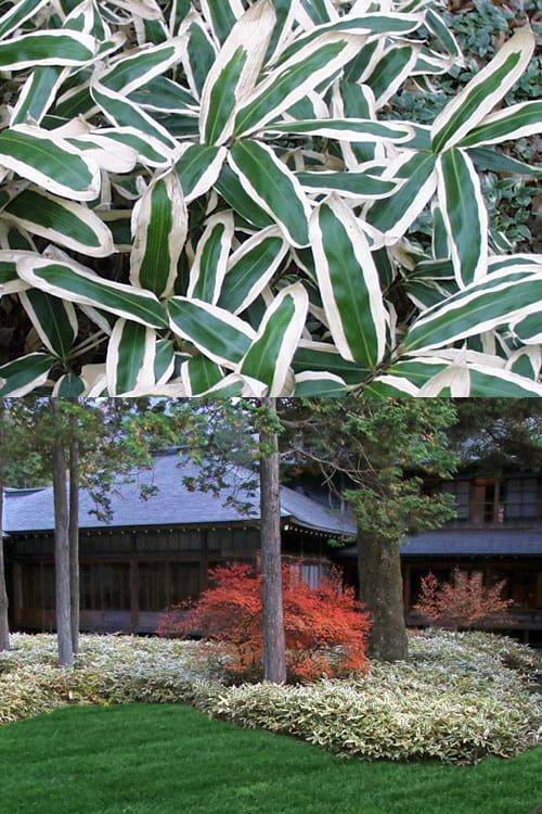  Kuma Zasa Dwarf Bamboo (Sasa Veitchii 'Kuma-Zasa') - 3 Gallon Pot