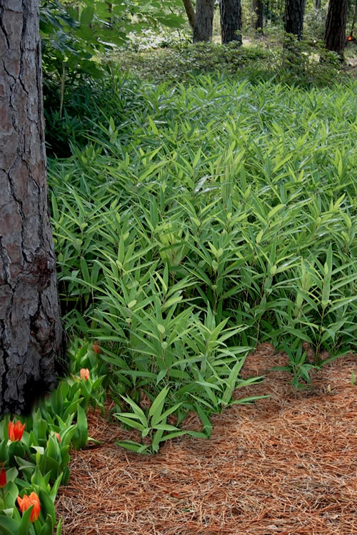  Dwarf Lanceleaf Bamboo (Shibataea Lancifolia) - 3 Gallon Pot