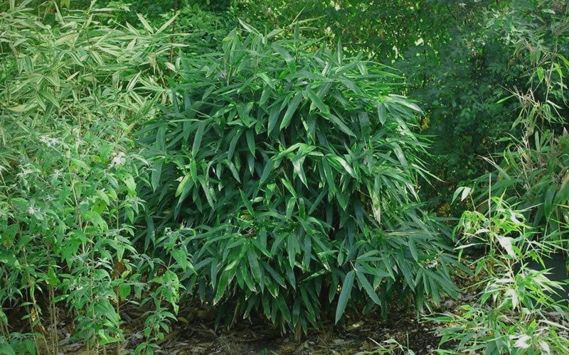  Latifolius Broadleaf Bamboo - Indocalamus Latifolius - 3 Gallon Pot