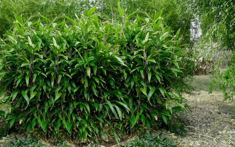  Latifolius Broadleaf Bamboo - Indocalamus Latifolius - 3 Gallon Pot