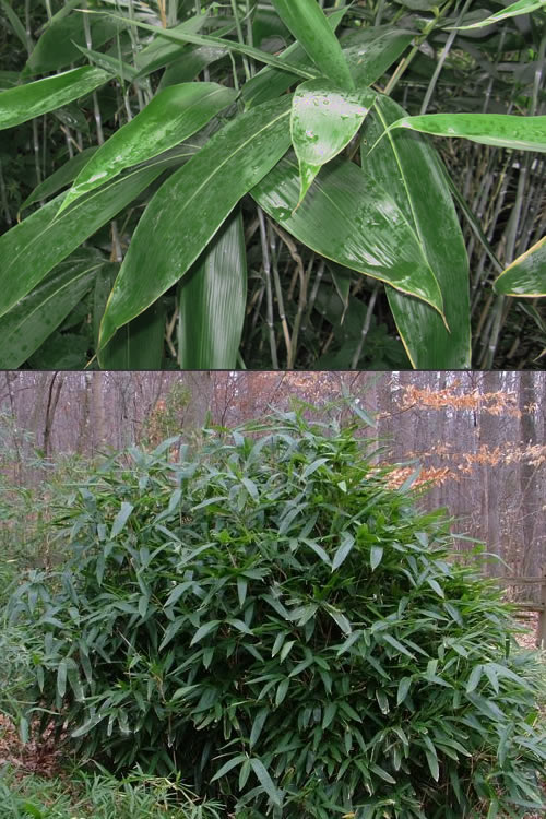  Latifolius Broadleaf Bamboo - Indocalamus Latifolius - 3 Gallon Pot