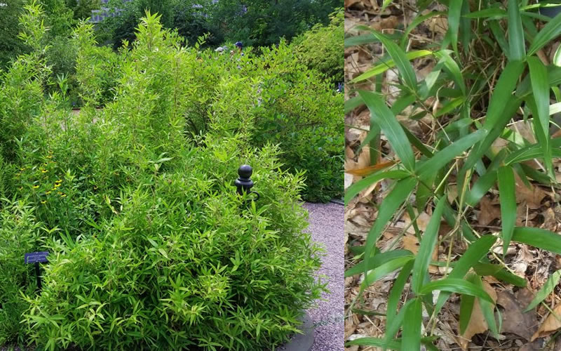  Macon Rivercane Bamboo - Arundinaria Gigantea 'Macon' - 2 Gallon Pot (2'-4')