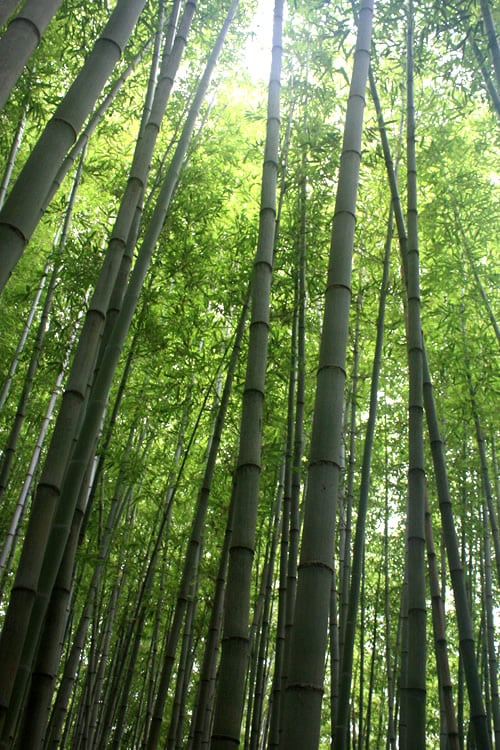  Madake Giant Japanese Timber Bamboo (Phyllostachys Bambusoides) - 3 Gallon Pot (4-6'+)