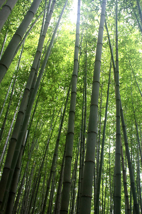  Madake Giant Japanese Timber Bamboo (Phyllostachys Bambusoides) - 3 Gallon Pot (2-4')