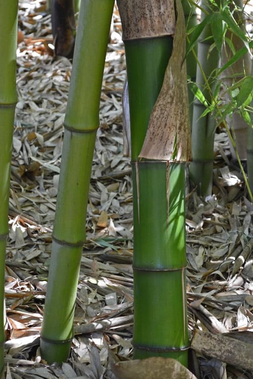  Madake Giant Japanese Timber Bamboo (Phyllostachys Bambusoides) - 3 Gallon Pot (4-6'+)