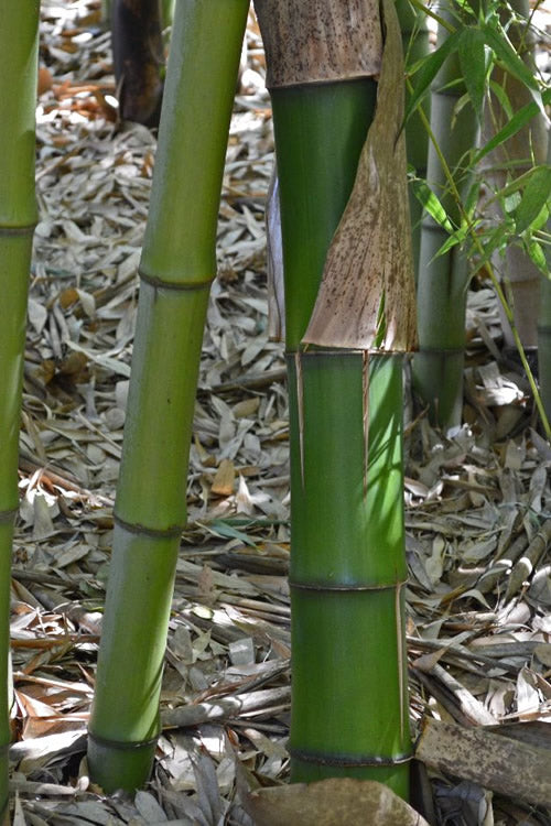  Madake Giant Japanese Timber Bamboo (Phyllostachys Bambusoides) - 3 Gallon Pot (4-6'+)