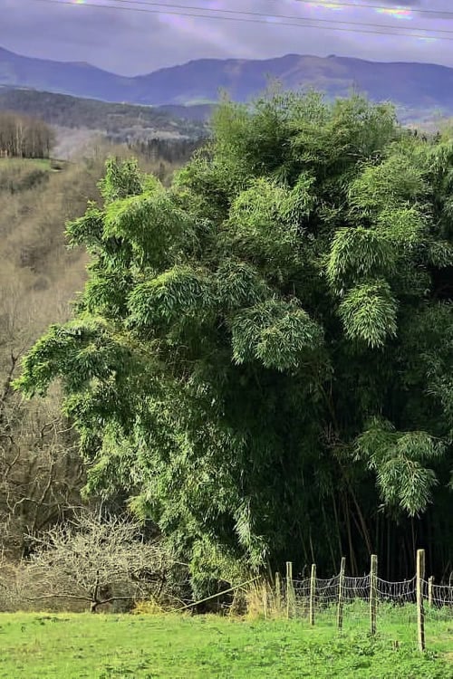  Madake Giant Japanese Timber Bamboo (Phyllostachys Bambusoides) - 2 Gallon Pot