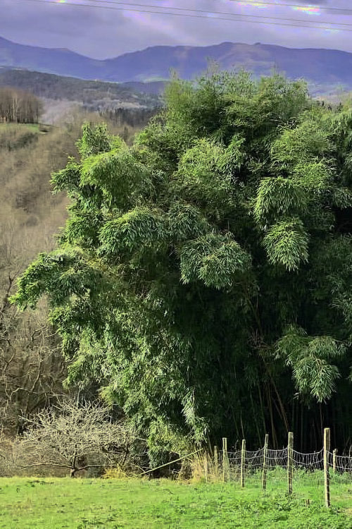  Madake Giant Japanese Timber Bamboo (Phyllostachys Bambusoides) - 3 Gallon Pot (2-4')