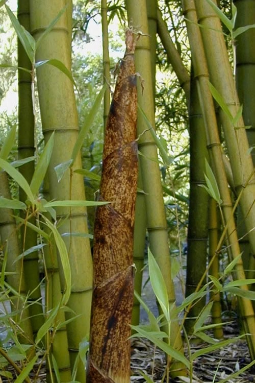  Madake Giant Japanese Timber Bamboo (Phyllostachys Bambusoides) - 2 Gallon Pot