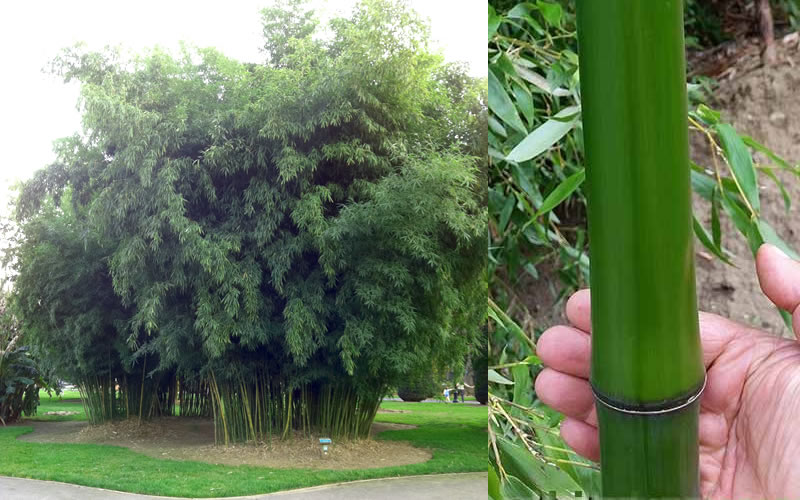  Madake Giant Japanese Timber Bamboo (Phyllostachys Bambusoides) - 3 Gallon Pot (4-6'+)