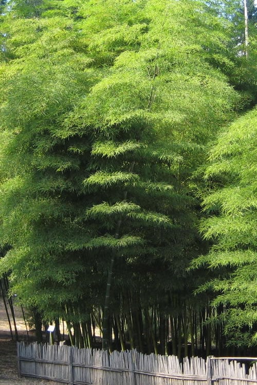  Moso Giant Bamboo (Phyllostachys Edulis 'Moso') - 3 Gallon Pot (4-6')