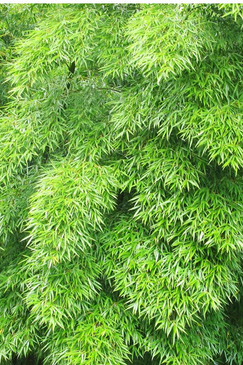  Moso Giant Bamboo (Phyllostachys Edulis 'Moso') - 3 Gallon Pot (2-4')