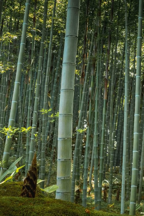  Moso Giant Bamboo (Phyllostachys Edulis 'Moso') - 3 Gallon Pot (2-4')