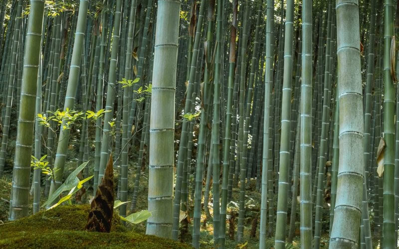  Moso Giant Bamboo (Phyllostachys Edulis 'Moso') - 3 Gallon Pot (2-4')