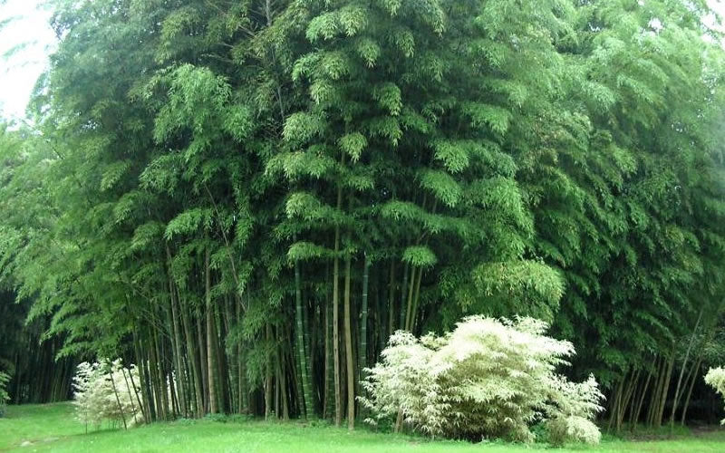  Moso Giant Bamboo (Phyllostachys Edulis 'Moso') - 3 Gallon Pot (2-4')