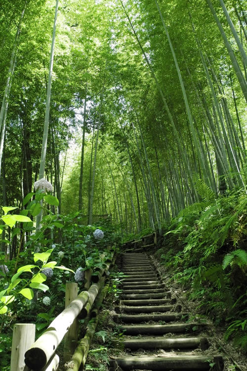  Moso Giant Bamboo (Phyllostachys Edulis 'Moso') - 3 Gallon Pot (2-4')
