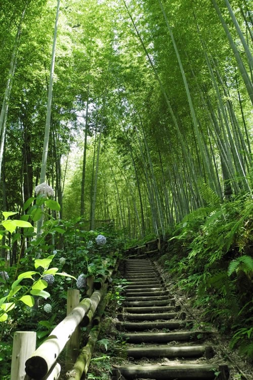  Moso Giant Bamboo (Phyllostachys Edulis 'Moso') - 3 Gallon Pot (4-6')