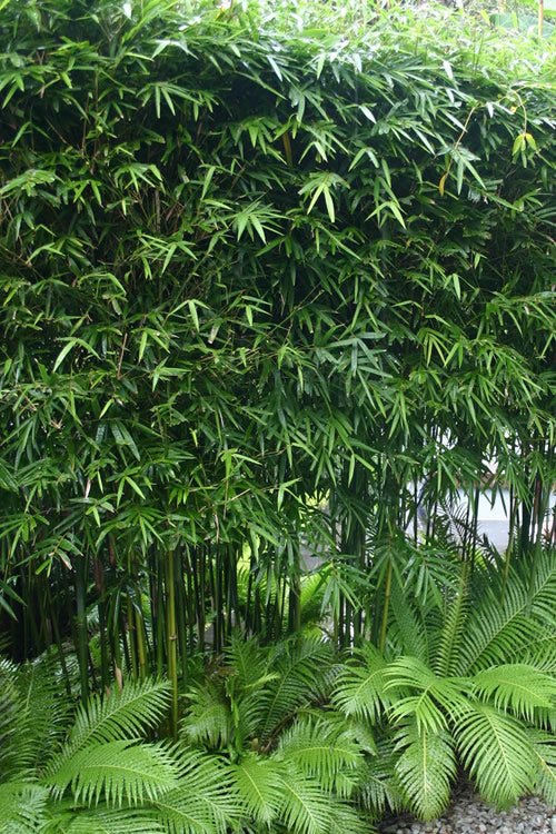  Dwarf Weavers Bamboo - Bambusa Textilis 'RG Dwarf' - 2 Gallon Pot