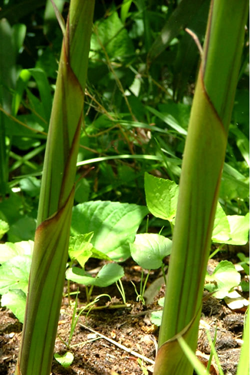  Red Margin Bamboo - Phyllostachys Rubromarginata - 3 Gallon Pot (4-6')