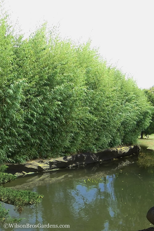  Red Margin Bamboo - Phyllostachys Rubromarginata - 3 Gallon Pot (4-6')
