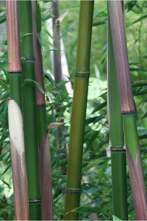  Red Margin Bamboo - Phyllostachys Rubromarginata - 3 Gallon Pot (4-6')