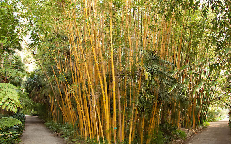  Robert Young Golden Bamboo (Phyllostachys Viridis 'Robert Young') - 3 Gallon Pot (4-6'+)