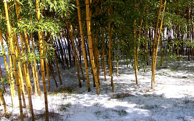 Robert Young Golden Bamboo - Phyllostachys Viridis 'Robert Young' - 3 Gallon Pot (2-4')